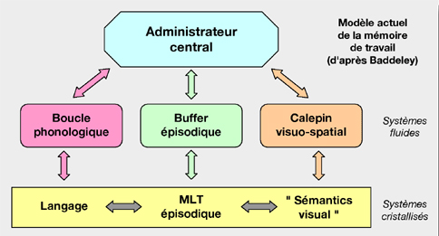 Schéma représentant la mémoire de travail